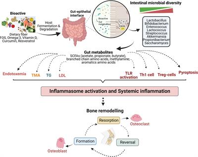 Bioactives and their roles in bone metabolism of osteoarthritis: evidence and mechanisms on gut-bone axis